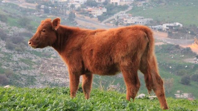 red-heifer